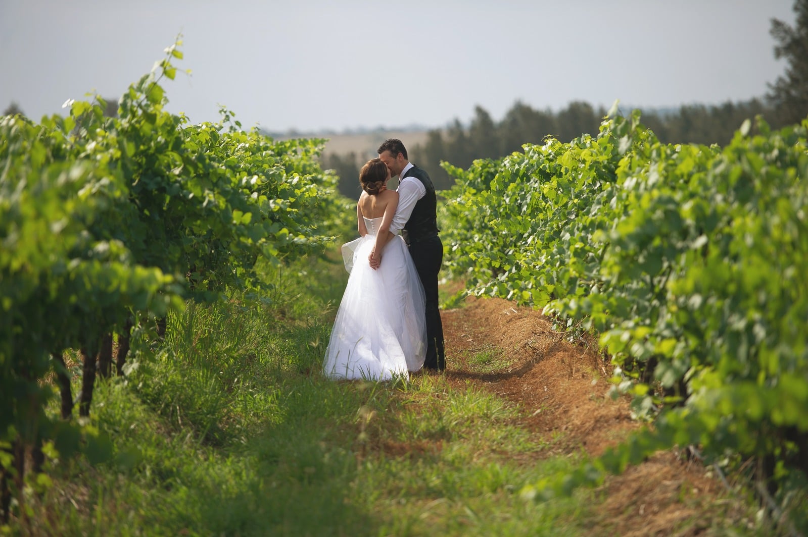Bride and groom embracing by the vines